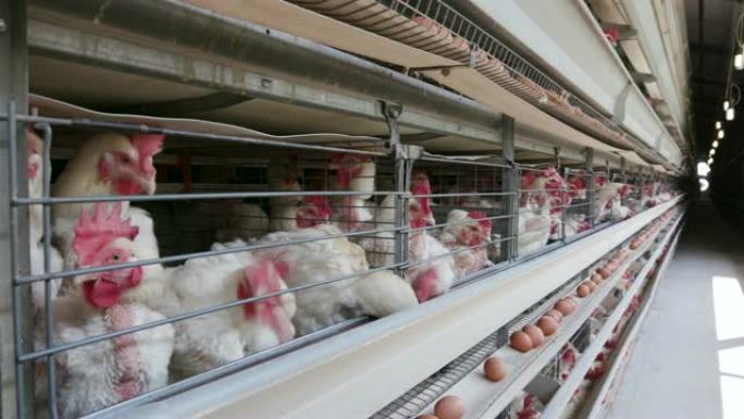 大型产卵生产农场中抽筋鸡的4k平移视图