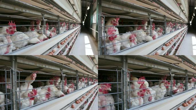 大型产卵生产农场中抽筋鸡的4k平移视图