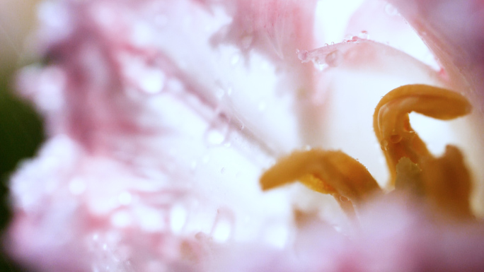 水雾中的郁金香，鲜花水滴4k视频素材