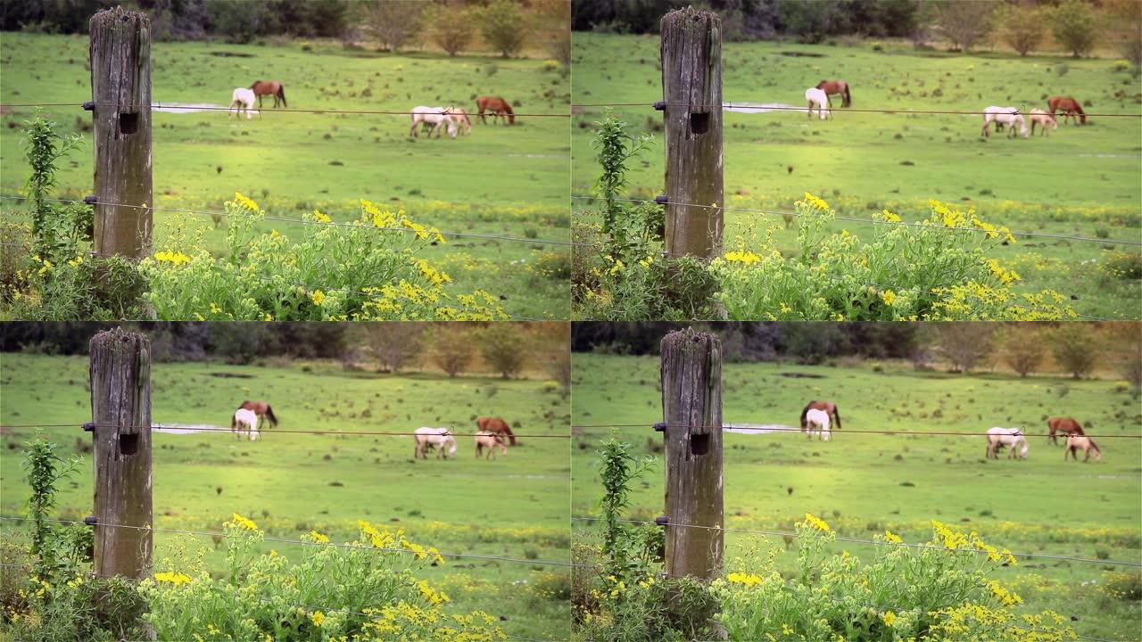 在绿色的田野里吃草的马。