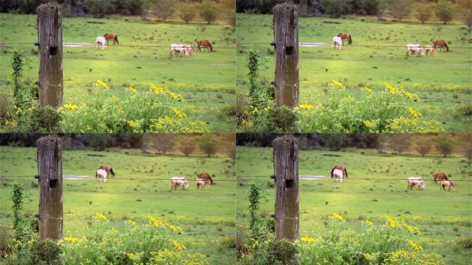在绿色的田野里吃草的马。