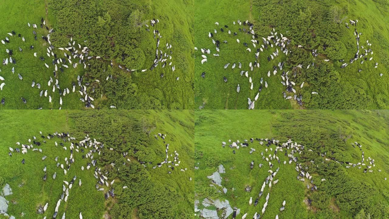 羊群在美丽的山地草坪上吃草