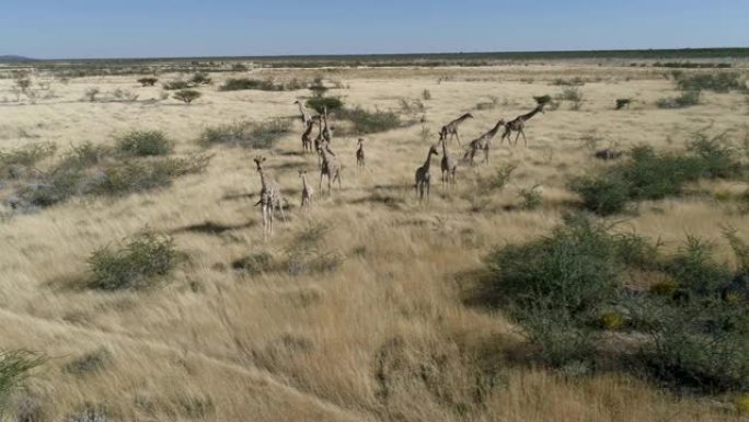 一群长颈鹿和他们的孩子在纳米比亚北部的大草原上散步的4k空中平移视图