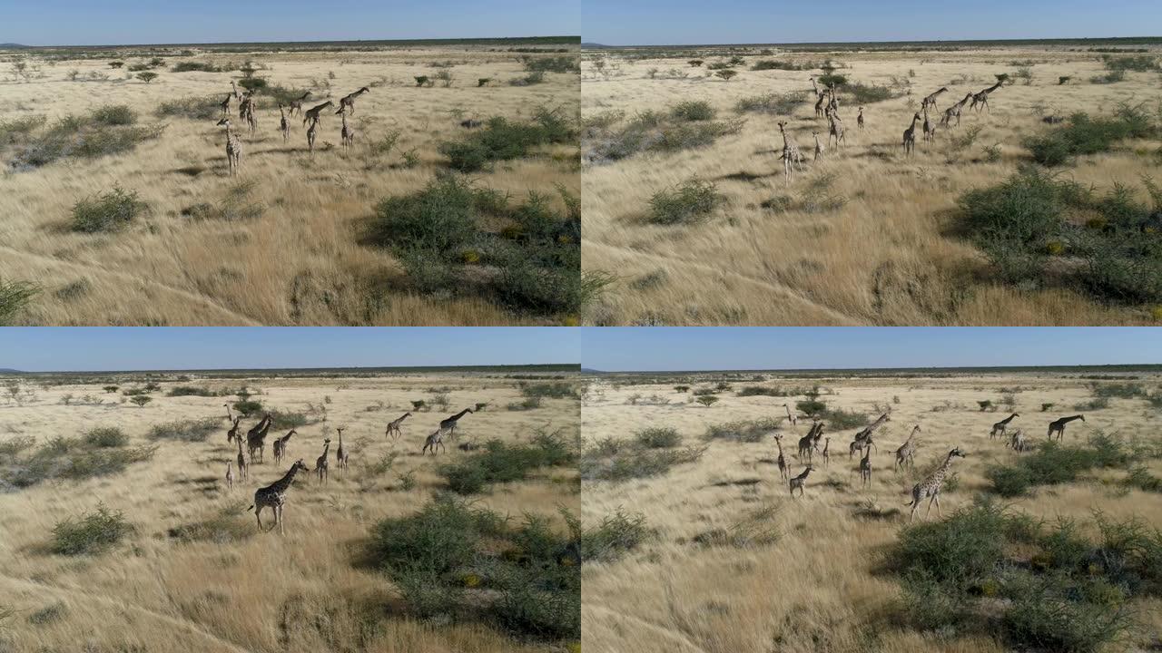 一群长颈鹿和他们的孩子在纳米比亚北部的大草原上散步的4k空中平移视图