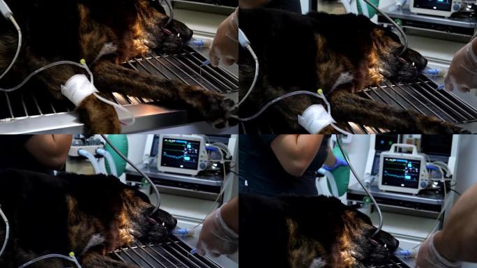 无法识别的外科医生为动物准备手术