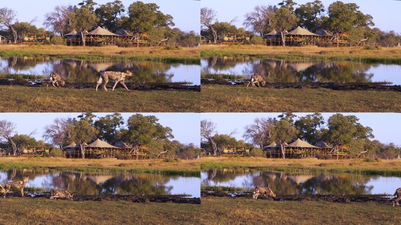 非洲野狗在博茨瓦纳奥卡万戈三角洲图卢迪野生动物园营地前的水坑里喝酒