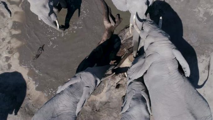 4k空中特写直下视图，一群大象在博茨瓦纳的一个人造水坑里喝酒