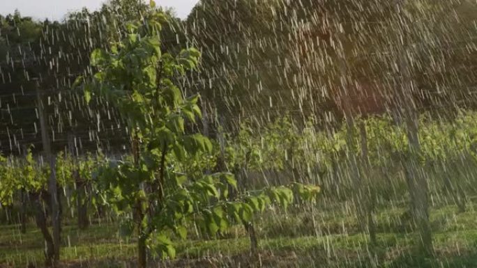 MS Rain落在阳光明媚的果园中的果树上