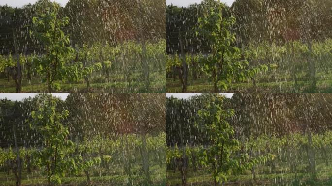 MS Rain落在阳光明媚的果园中的果树上