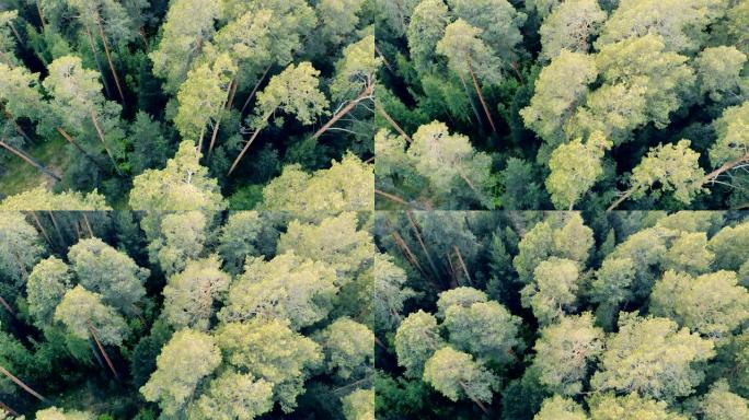 绿树成荫的顶视图俯瞰森林林木茂密