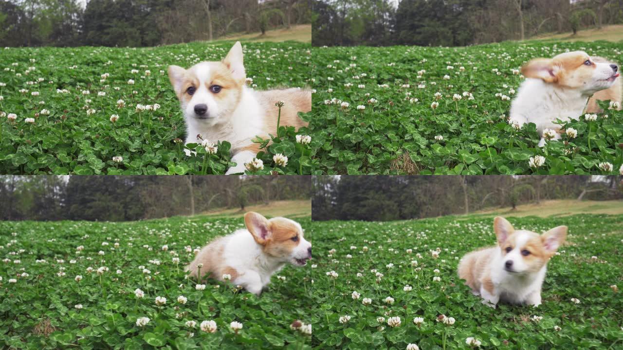 一只可爱的小狗柯基犬在草地户外玩耍