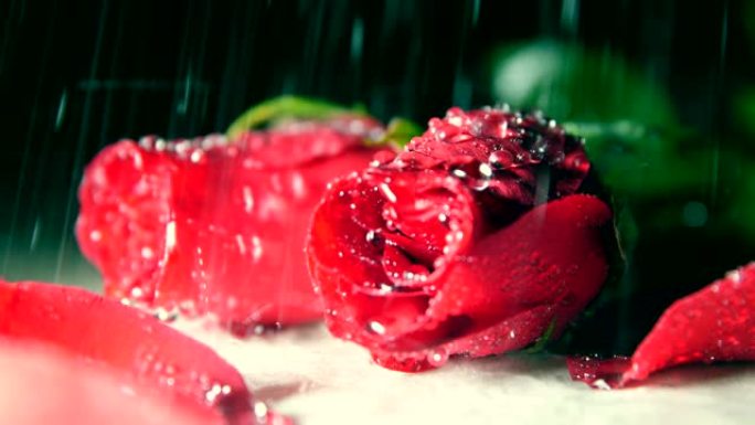 雨中的红玫瑰落雨的玫瑰美丽的花花卉