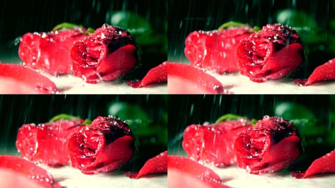 雨中的红玫瑰落雨的玫瑰美丽的花花卉