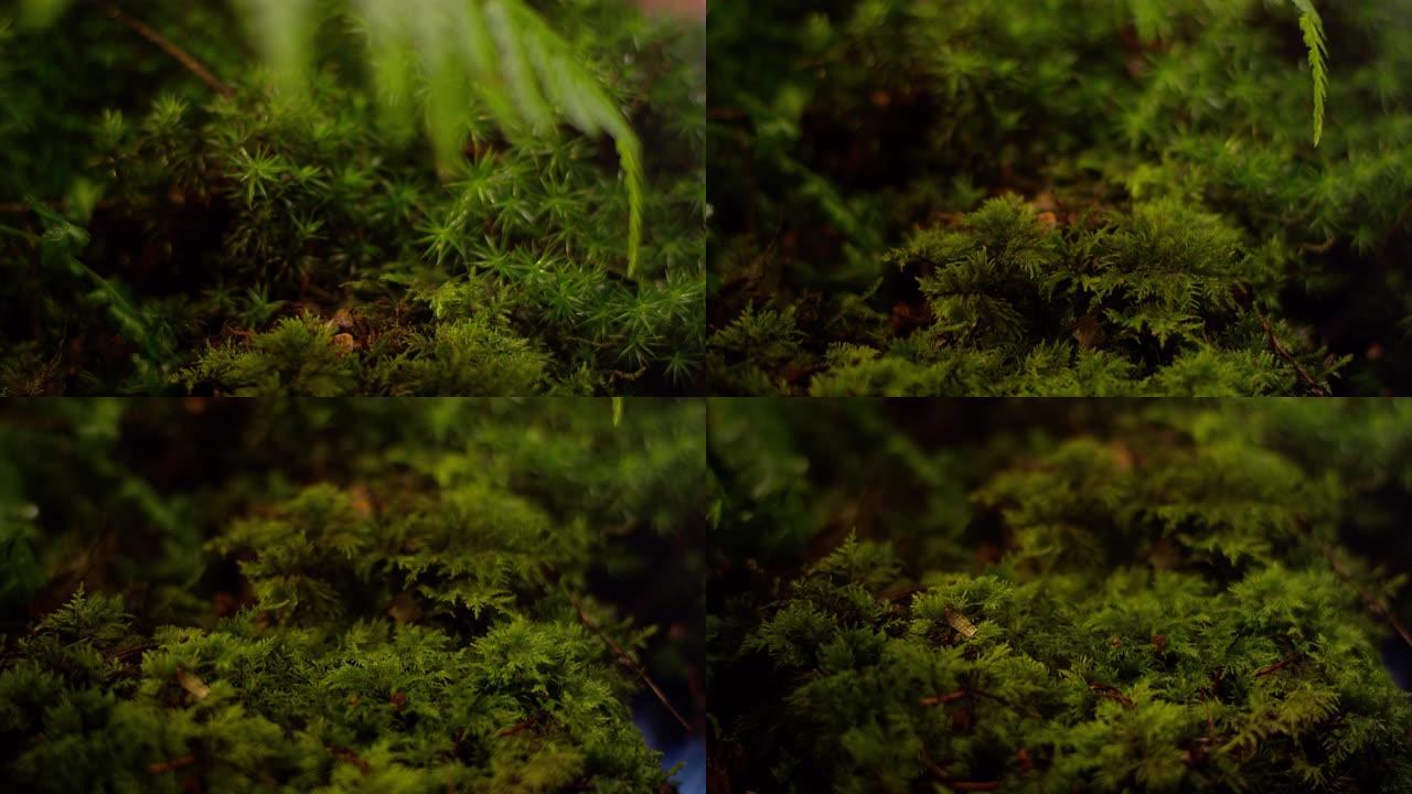 森林中的苔藓