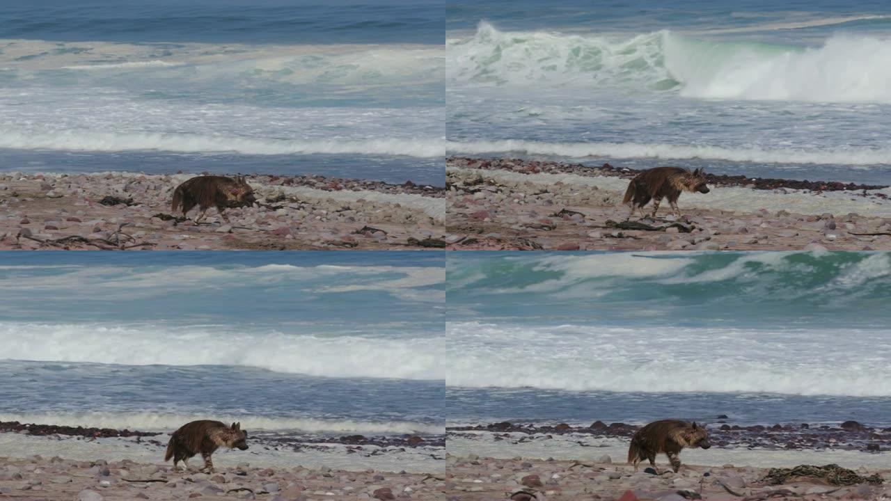 纳米比亚骷髅海岸国家公园，一只棕色鬣狗走在海岸线附近，背景是海浪破碎