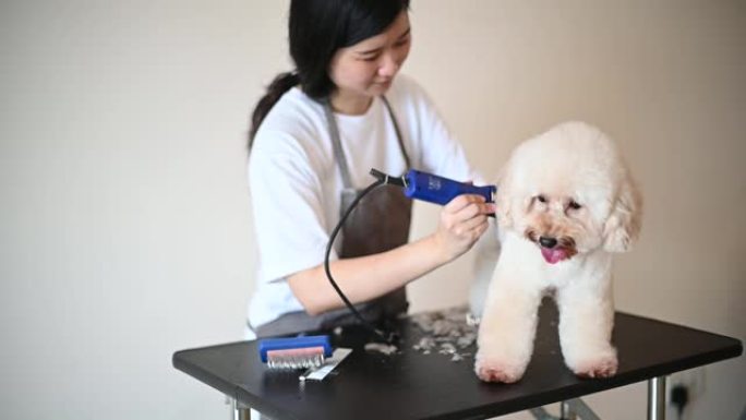 亚洲中国女性宠物美容师围裙修饰棕色玩具狮子狗