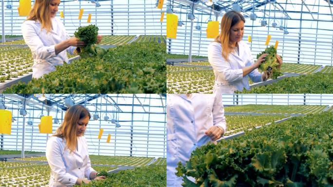 一位女士正在温室里检查生菜的花盆。健康产品生产理念。