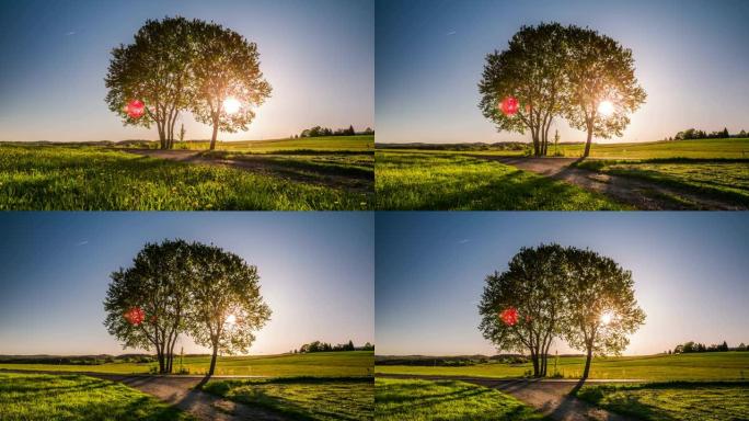 起重机: 日落时夏天的树木