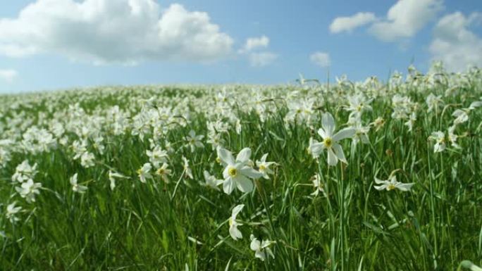特写: 田园诗般的景色，充满了盛开的白色水仙花。