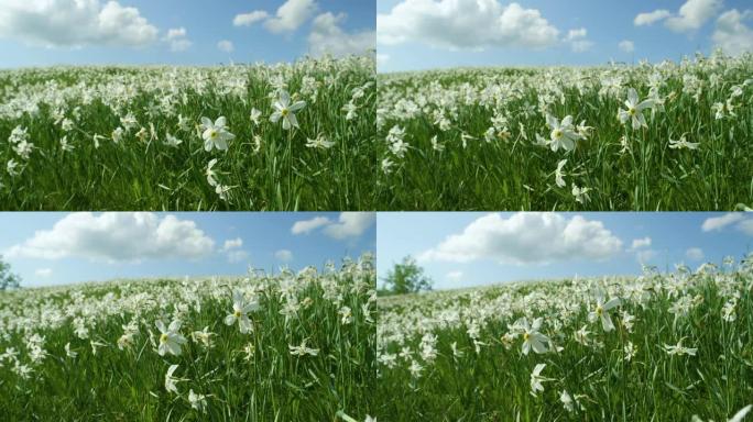 特写: 田园诗般的景色，充满了盛开的白色水仙花。
