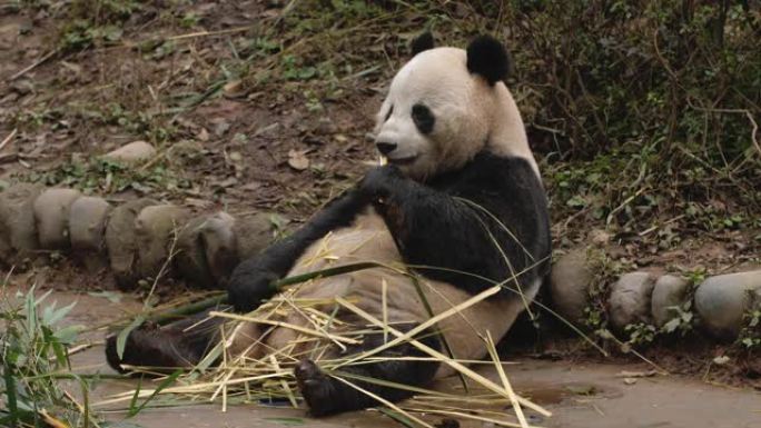 可爱的大熊猫熊在中国