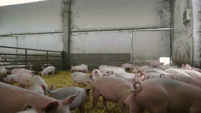 在农场上，一群漂亮的猪 (粉红色，棕色) 被放出来沿着工厂散步。
