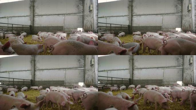 在农场上，一群漂亮的猪 (粉红色，棕色) 被放出来沿着工厂散步。