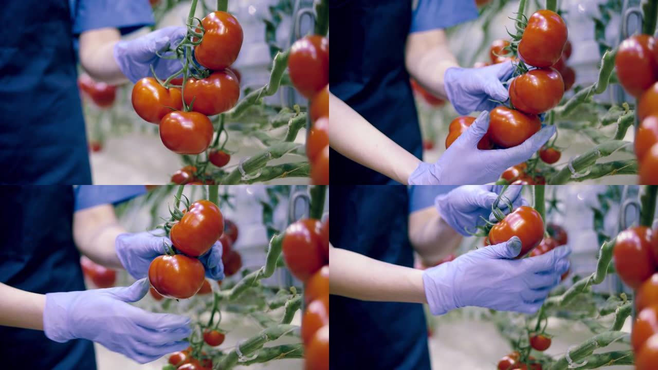 女工从树枝上摘西红柿。农业工业，温室里的农民。