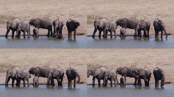 4k近景，津巴布韦万基国家公园，一群繁殖的大象站在水坑里喝酒，而一头可爱的小象正在洗泥浴