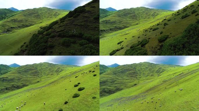 绵羊自由放牧的草原景观
