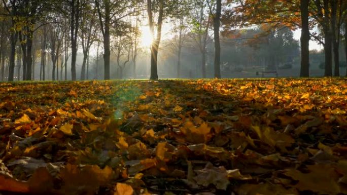 日落时美丽的秋季公园。色彩缤纷的秋季。