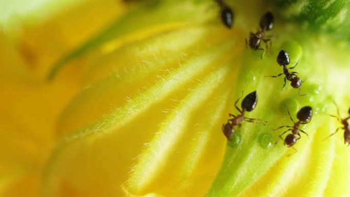 蚂蚁在花上寻找食物的特写镜头，4k