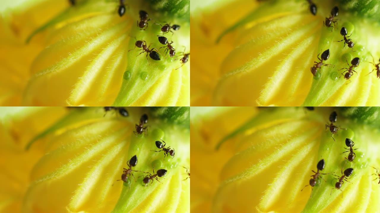 蚂蚁在花上寻找食物的特写镜头，4k