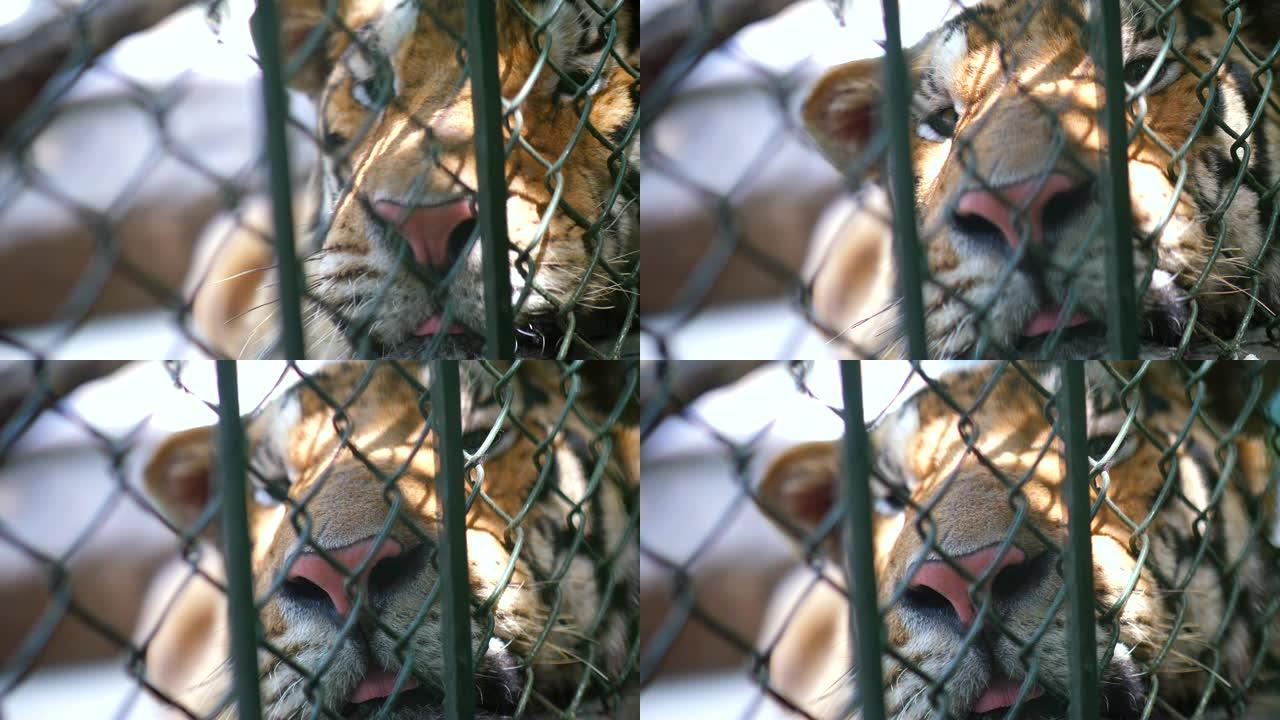 特写: 老虎在笼子里微笑