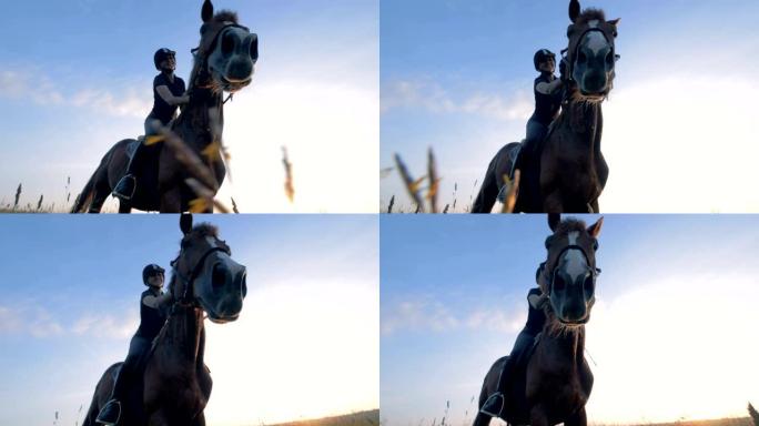女人坐在户外的一匹马上，特写镜头。女运动员在田野里骑马。