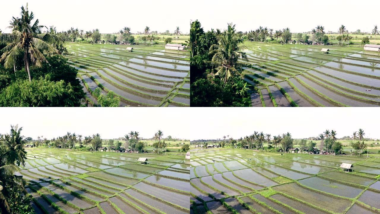 被水覆盖的稻田的鸟瞰图。巴厘岛
