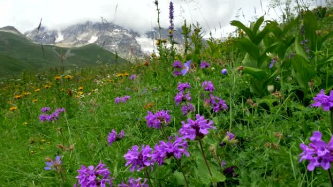 紫色的花朵在夏天的Alpen草地上，覆盖着云层的雪山。4K