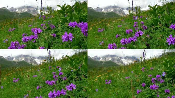 紫色的花朵在夏天的Alpen草地上，覆盖着云层的雪山。4K