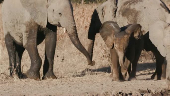 纳米比亚埃托沙国家公园水坑边缘一只可爱的小象与少年大象玩耍的4k特写