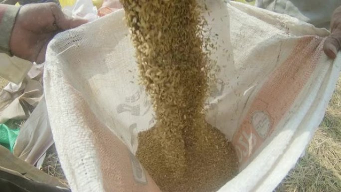 斯里兰卡农村地区的CU农场工人用谷物 (大米) 填充袋