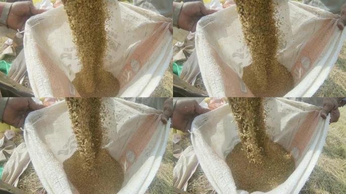 斯里兰卡农村地区的CU农场工人用谷物 (大米) 填充袋