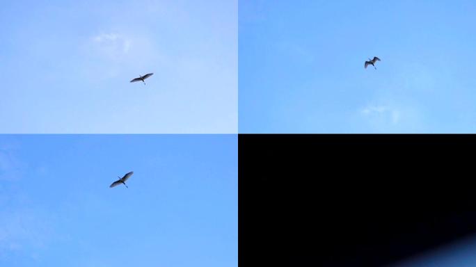 SLO MO一鸟在早晨的天空中飞翔