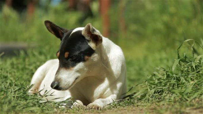 躺在草地上的狗。白色狗黑色头猎狗草地休息