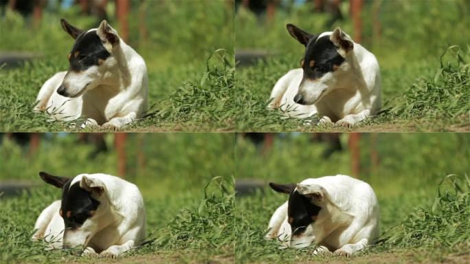 躺在草地上的狗。白色狗黑色头猎狗草地休息