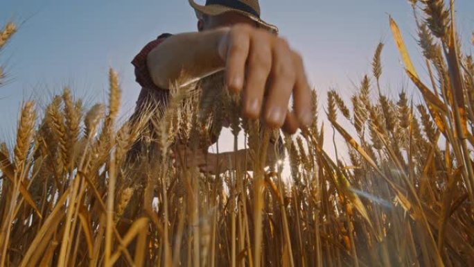 洛杉矶成年农民在田里检查小麦