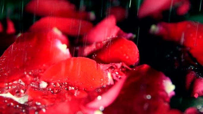 雨滴落在玫瑰上雨滴落在玫瑰上