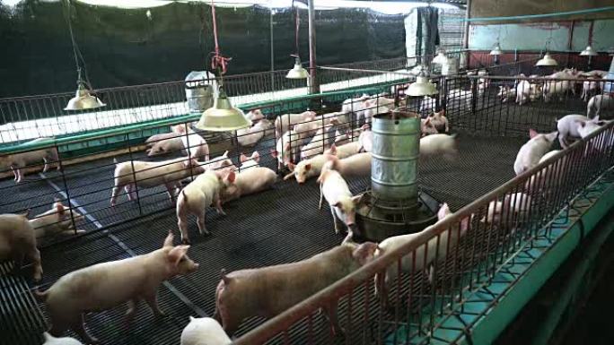 4k镜头场景组小猪在工厂养猪场、家畜和家畜概念一起奔跑和玩耍快乐