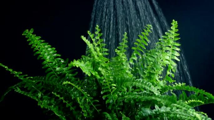 Watering A House Plant Fern