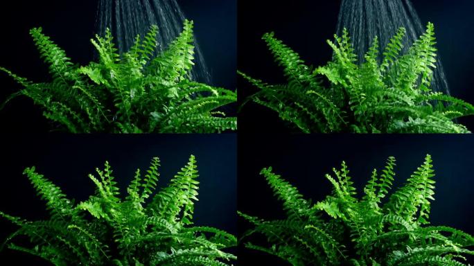 Watering A House Plant Fern