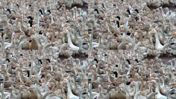 在农场，行为和家畜概念中行走和移动的巨大鸭子群的4k慢动作镜头
